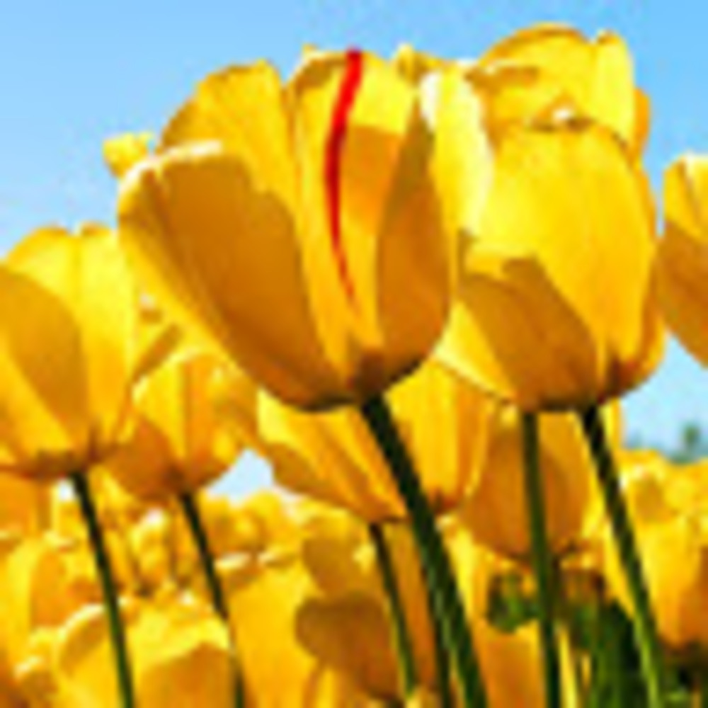 Meet your Posher, Josie